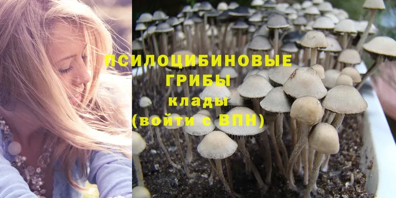 Галлюциногенные грибы Psilocybine cubensis  Городец 